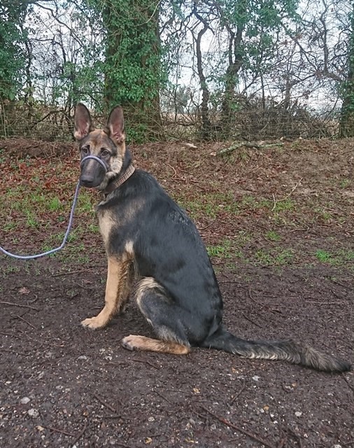 MISHKA - WEST SUSSEX